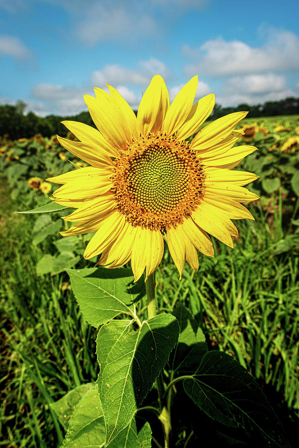 Sunflower In The Morning Photograph