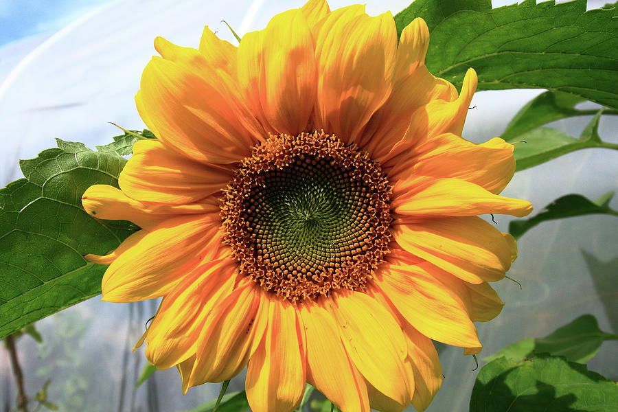 Radiant Sunflower Photograph by Aidan Moran