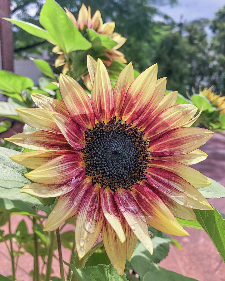 Sunflower in the yard Photograph by Cordia Murphy