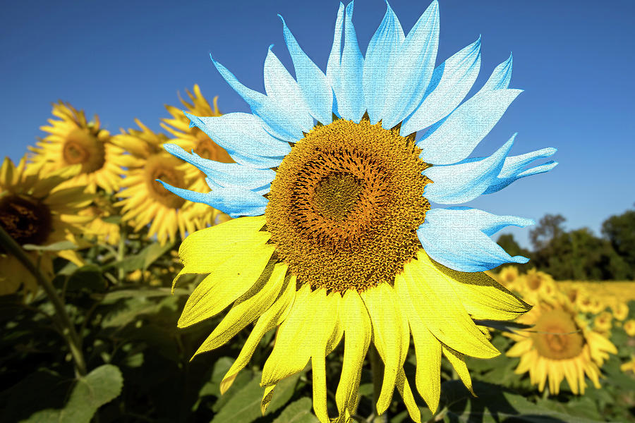 Sunflower in Ukraine flag colors Photograph by Karen Foley