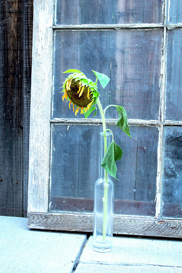 Sunflowers Photograph - Sunflower in Vase by Kent Flora