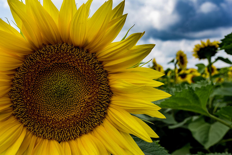 Sunflower Photograph - Sunflower in Your Face by Neal Nealis