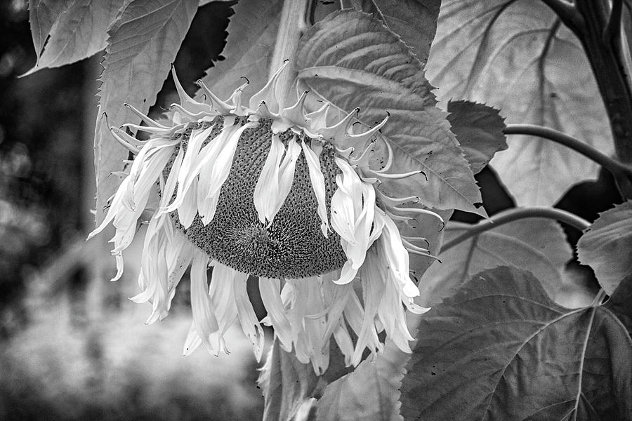 Sunflower-Infrared_DSC0967_07202020 Photograph by Greg Kluempers