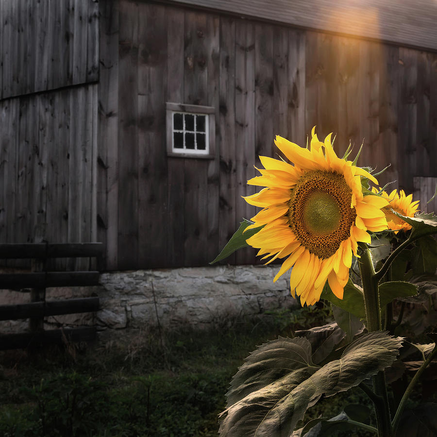 Sunflower Photograph - Sunflower in the Light by Bill Wakeley