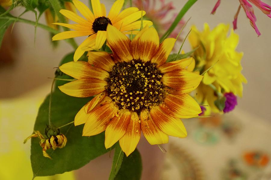 Sunflower Intimate Beauty Photograph by Blair Seitz