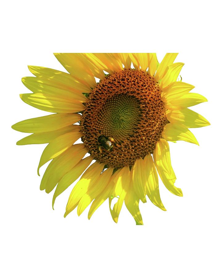 Sunflower  Digital Art by James Inlow