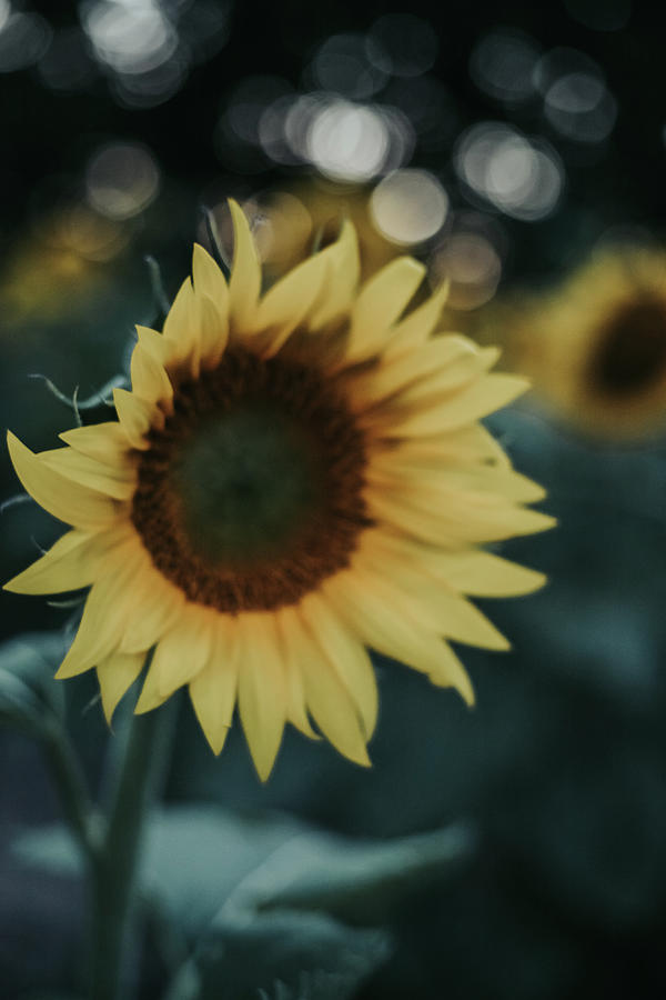 Sunflower Photograph By Jeri Baldovin - Fine Art America