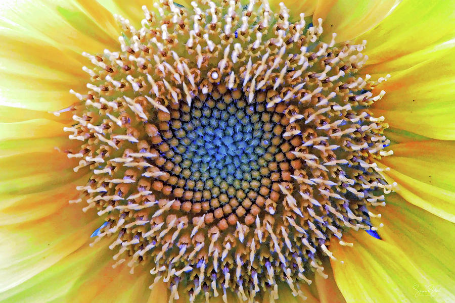 Sunflower Jewels Photograph by Suzanne Stout