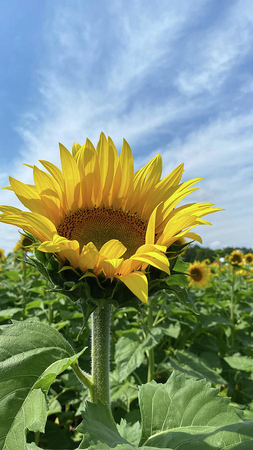 Sunflower Photograph by Jill Laudenslager