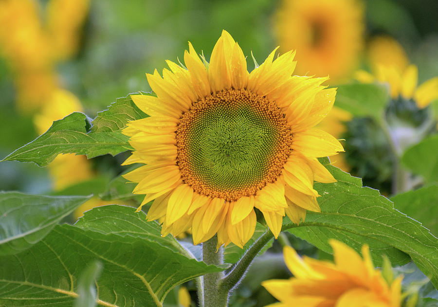 Sunflower Photograph by Joan Septembre