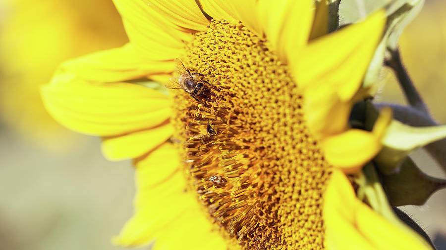 Sunflower Photograph by Joseph Hawk - Fine Art America