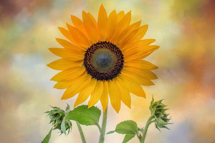 Sunflower Joy Photograph by Lynn Hopwood