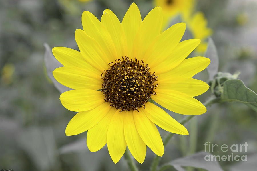 Sunflower Joy Photograph by Renee Spade Photography