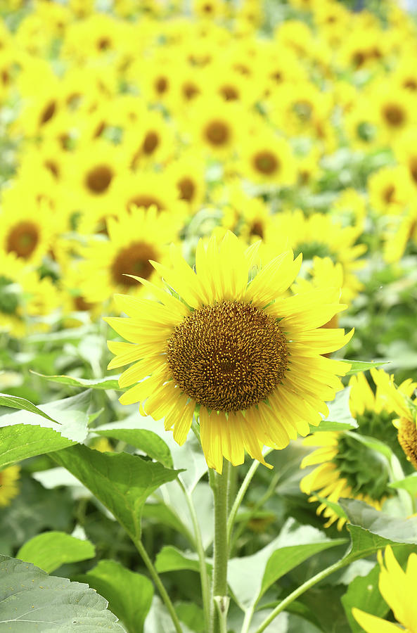 Sunflower Photograph - Sunflower by Kaoru Shimada