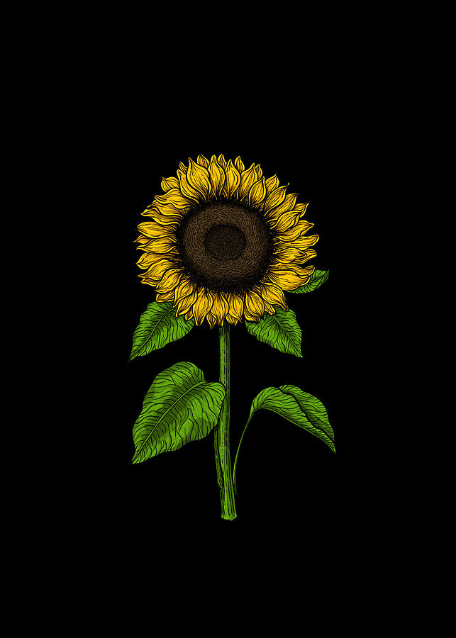 Sunflower Digital Art by Katerina Kirilova - Pixels