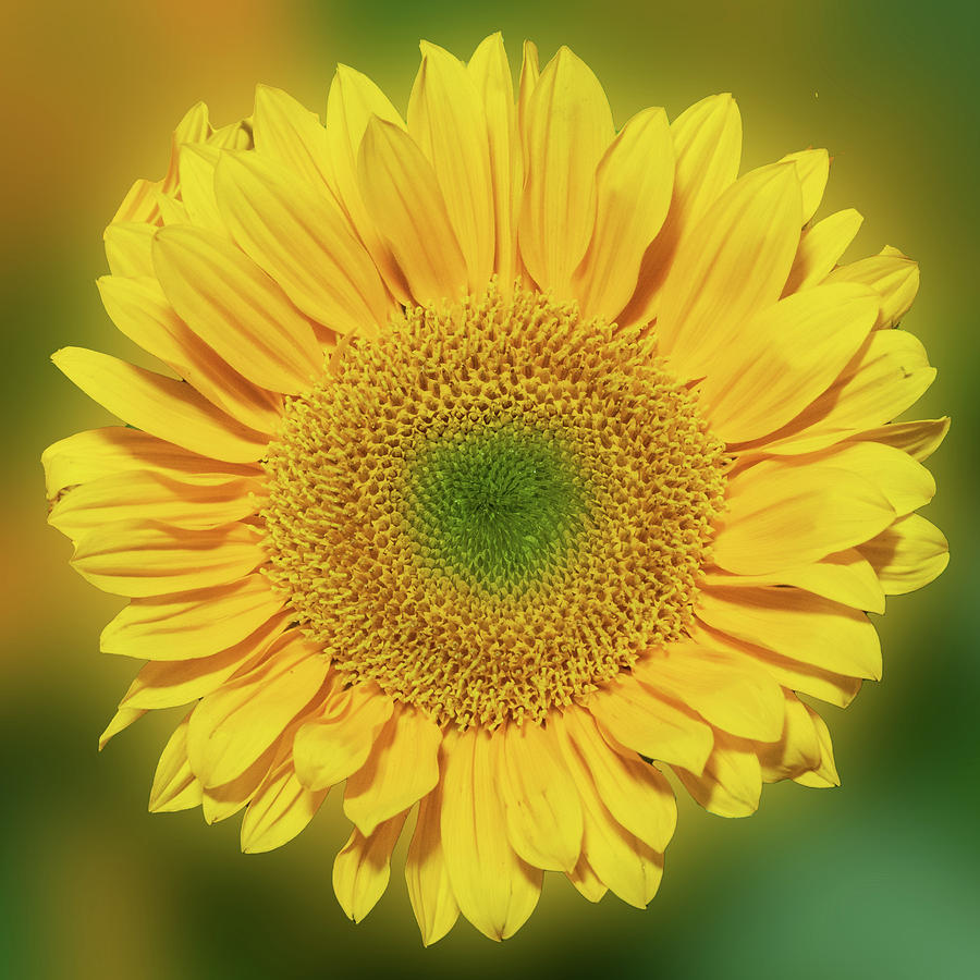 Sunflower Photograph by Ken Stampfer