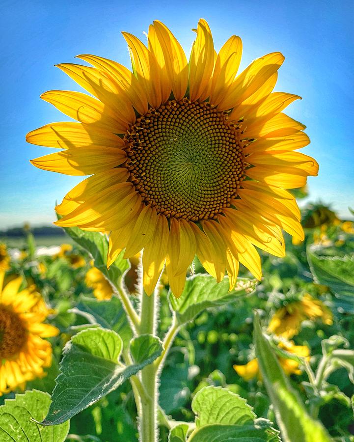 Sunflower Pyrography by Kim Vogel - Fine Art America