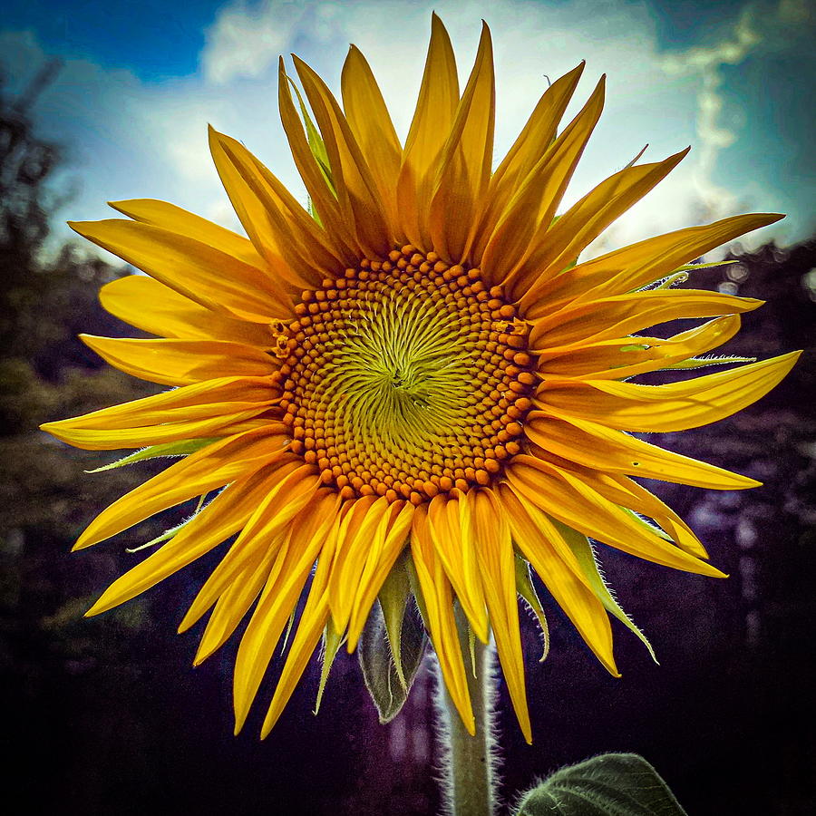 Sunflower Photograph by Kimberly Snodgrass - Fine Art America