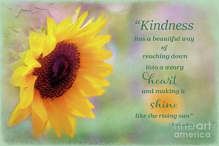 Sunflower Kindness Art Photograph by Anita Pollak