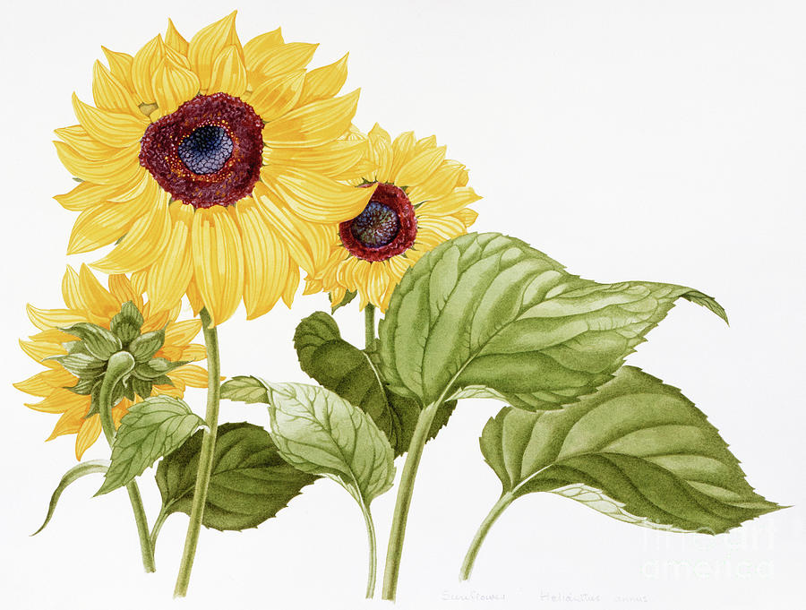 Sunflower - Wildflowers Of The 50 States Painting by Kristin Rosenberg
