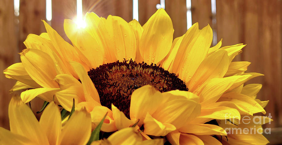 Sunflower Photograph - Sunflower Sunshine by Kristine Widney