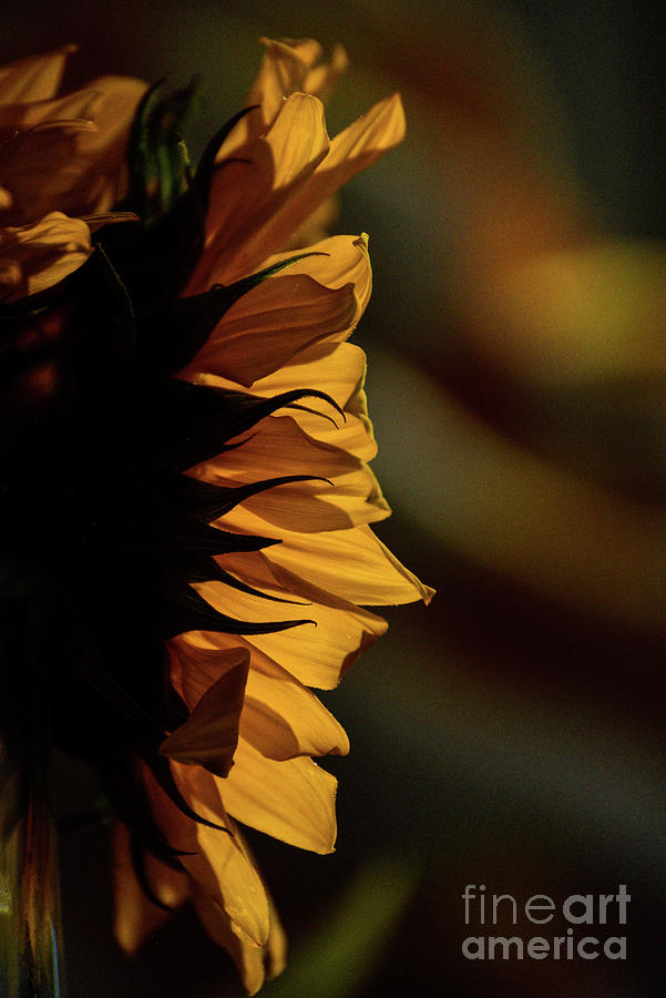 Sunflower Photograph - Sunflower by Viktoriya Sorochuk