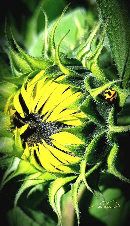 Sunflower Ladybird Photograph by Carol Walden Sunflower Ladybird Photograph by Carol Walden