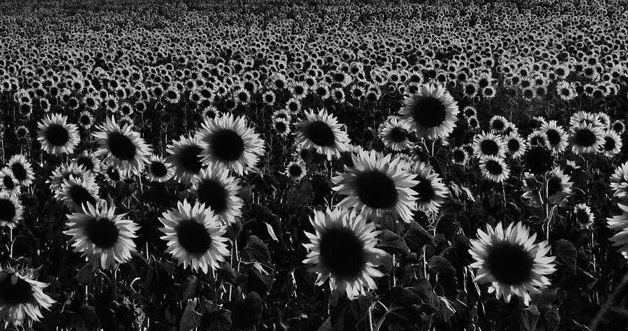 Sunflower Landscape Field Spanish Photograph by Mona Master - Fine Art ...