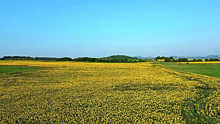 Sunflower landscape Photograph by Martin Smith
