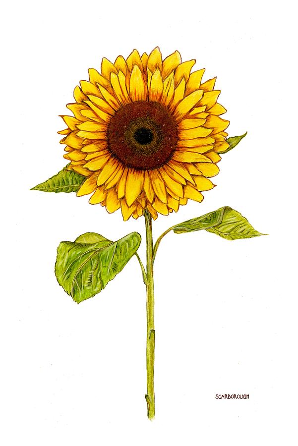Sunflower Drawing by Larry Scarborough