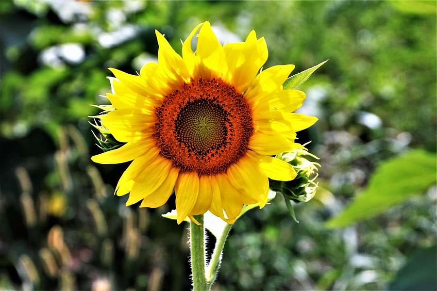 Sunflower Photograph by Laura Dietrich - Fine Art America