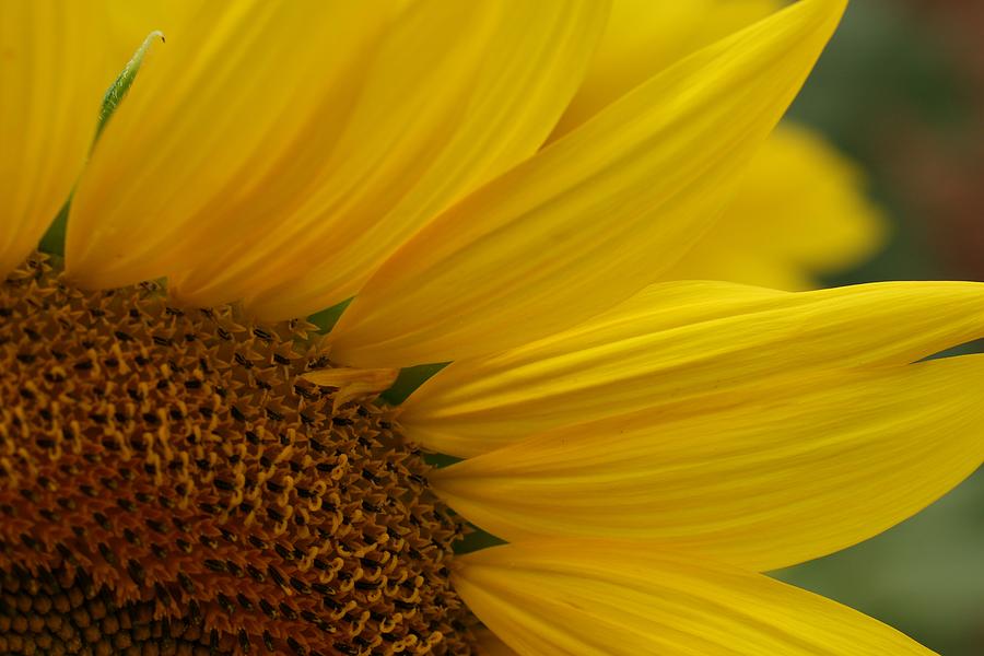 Sunflower Photograph by Laurie Lago Rispoli