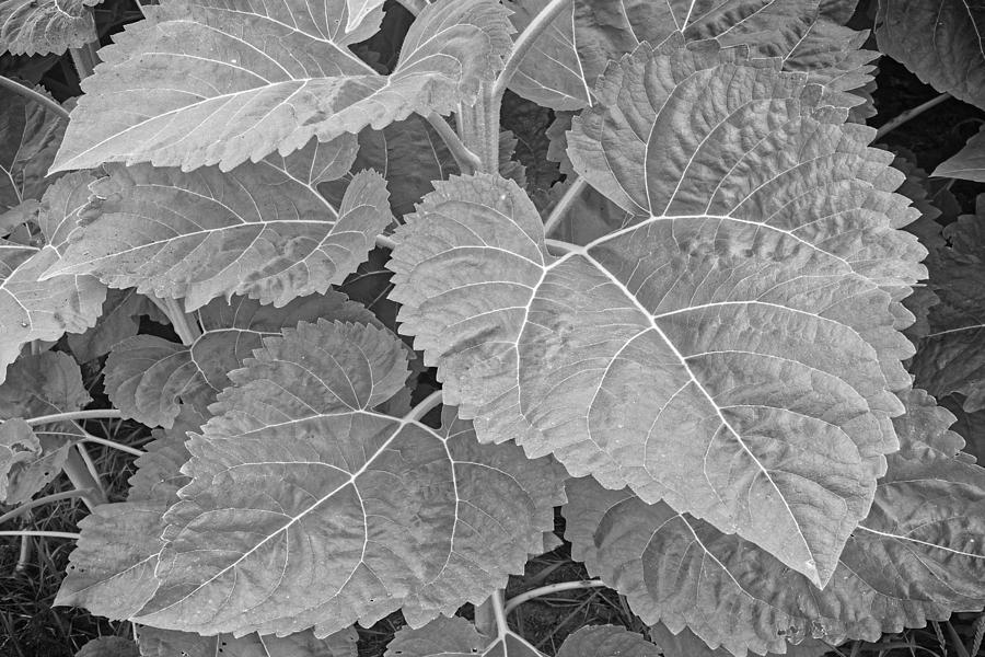 Sunflower Leaves Photograph by Craig Andrews Fine Art America