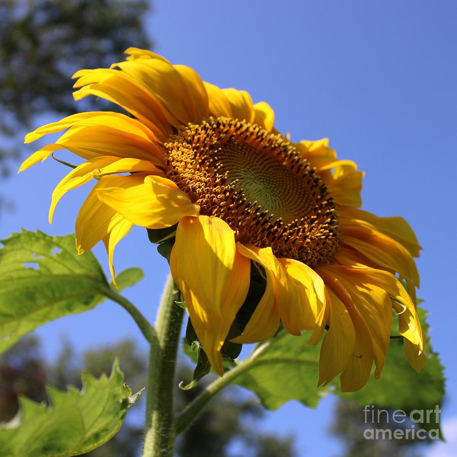 Sunflower Looking Up Photograph by Fantasy Seasons
