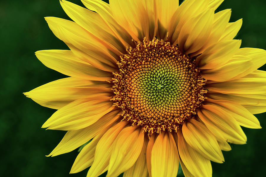 Sunflower Love #06 Photograph by Sabine Schiebofski - Fine Art America