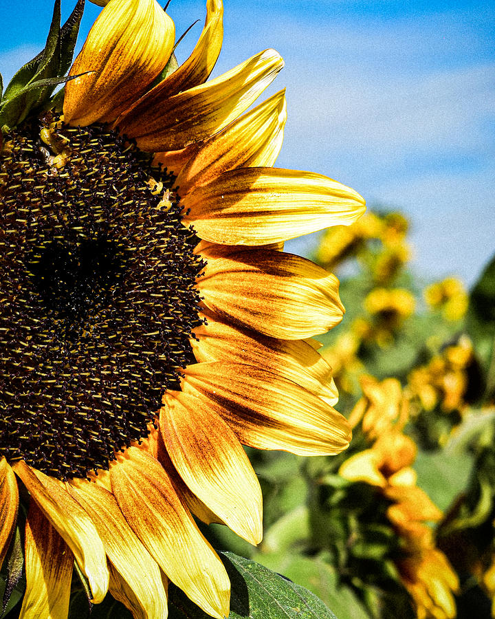 Sunflower Love Photograph by Bonny Puckett