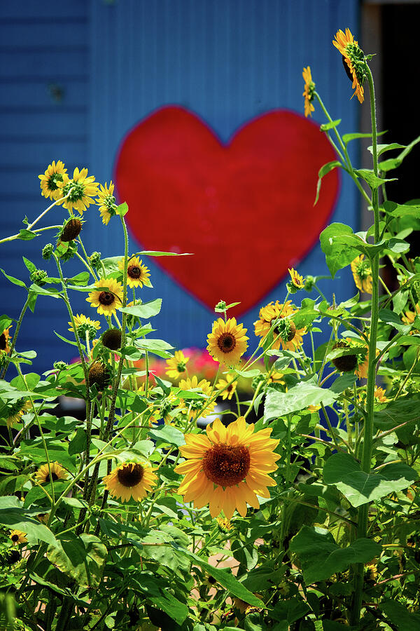 Sunflower Love Sunflower Love