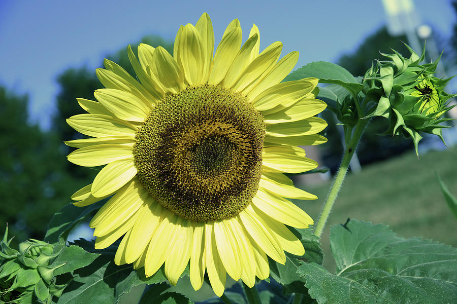 Sunflower Love Photograph