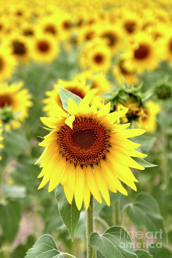 Sunflower Love Photograph by Suzanne Oesterling