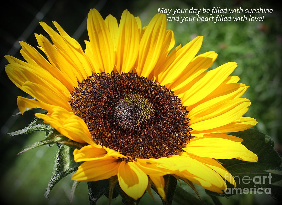 Sunflower Loveliness Photograph by Dora Sofia Caputo