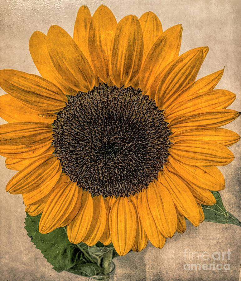 Sunflower  Photograph by Luther Fine Art