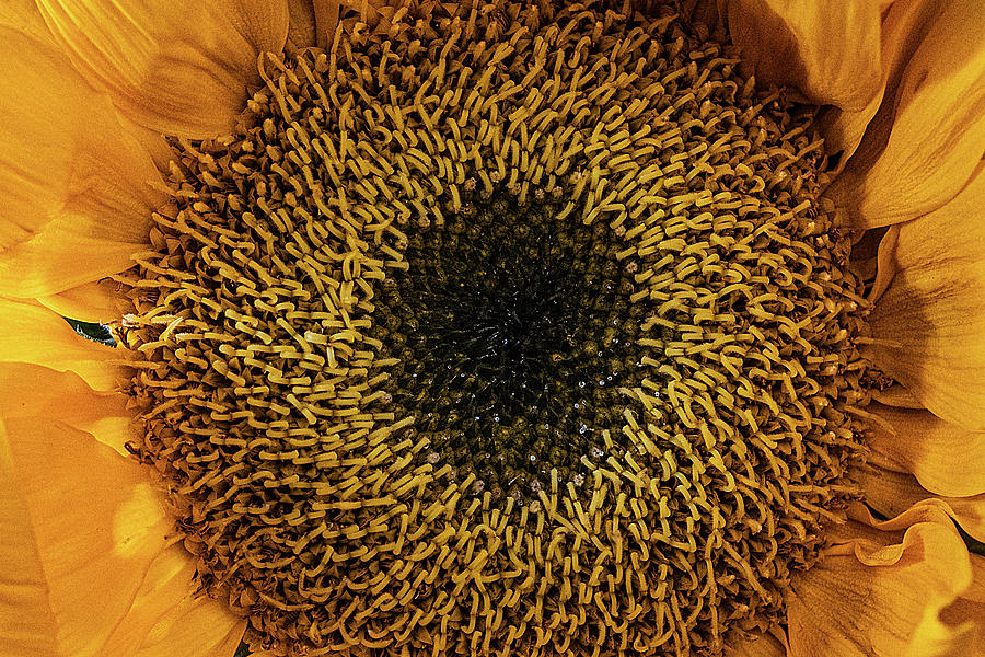 Sunflower Macro #3 Photograph by Stuart Litoff