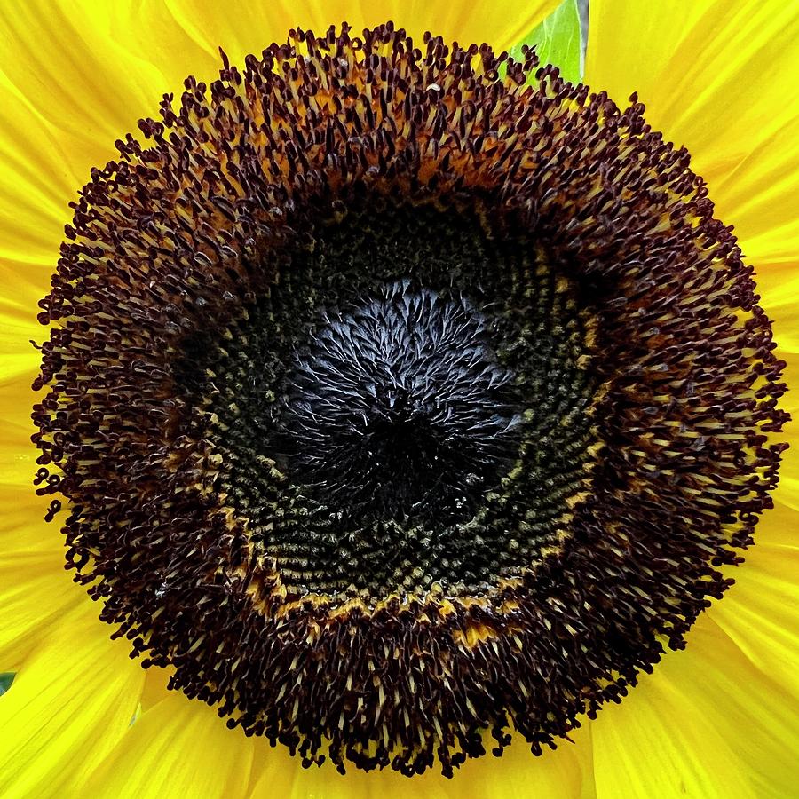 Sunflower Macro  Photograph by Aarti Bartake