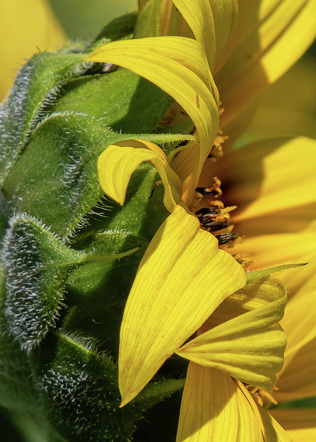 Sunflower Macro Close Up Photograph by Norma Brandsberg