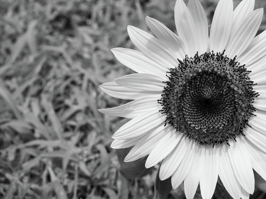 Sunflower Macro Photograph by Debbie Karnes