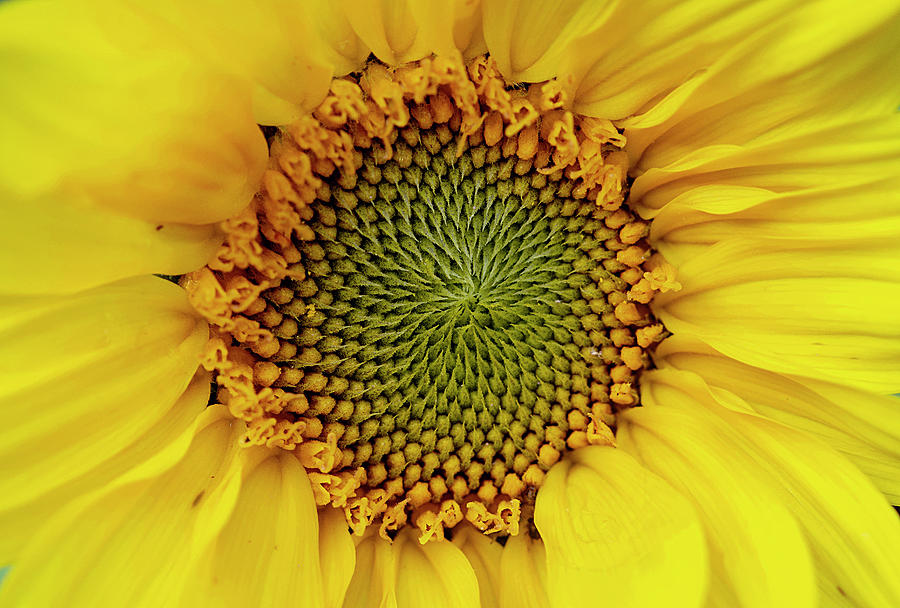 Sunflower Macro Photograph