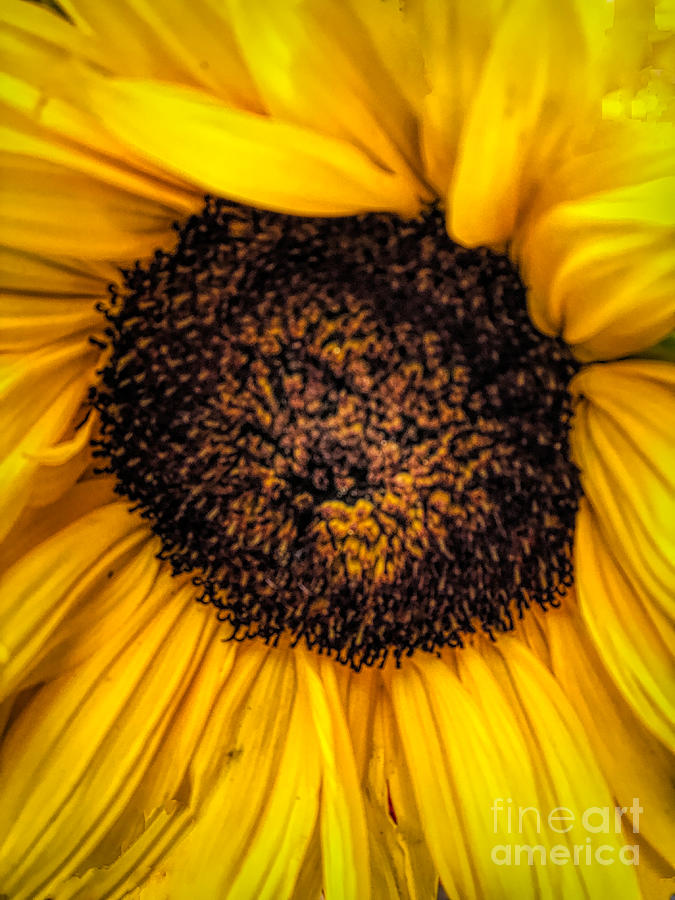Sunflower Photograph - Sunflower Macro  by Luther Fine Art