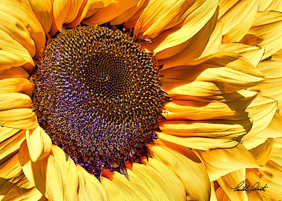 Sunflower Macro Photograph