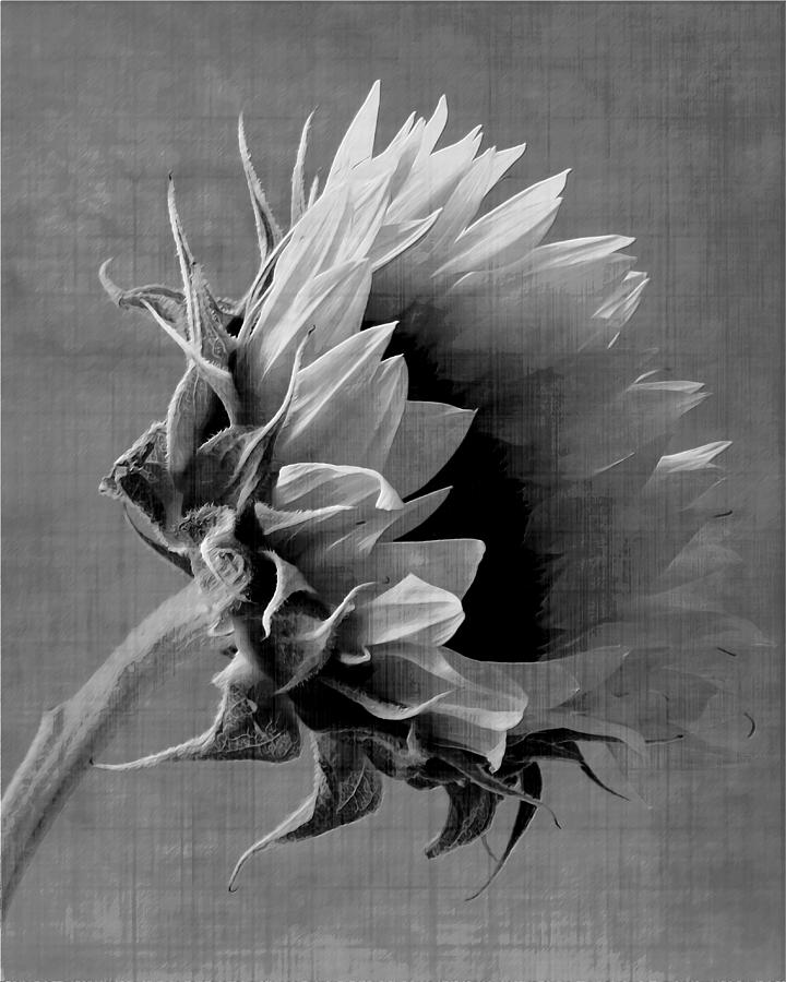 Sunflower Magic Photograph by Iina Van Lawick