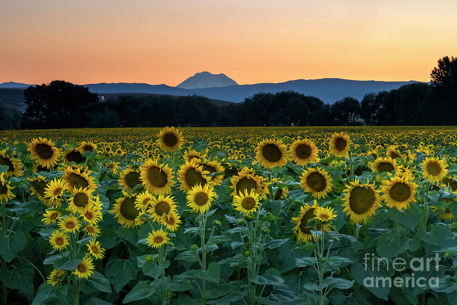 Sunflower Majesty Photograph